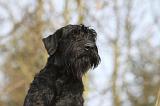 SCHNAUZER GEANT 005